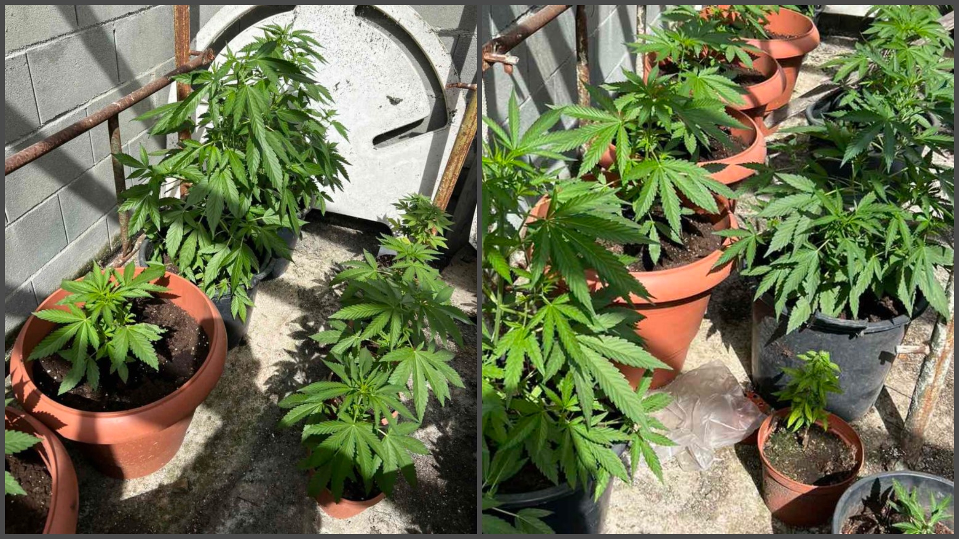 ΦΩΤΟ: Σε αυτή την αποθήκη έκανε "ντου" η ΥΚΑΝ και εντόπισε τα 24 φυτά κανναβης