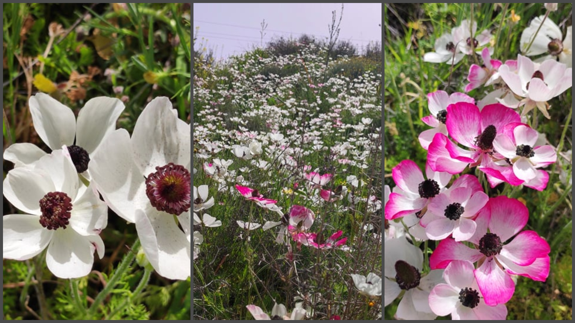 Μαγευτικές εικόνες στο Δάλι: Οι λαλέδες άνθισαν στους λόφους γύρω από τα αρχαία