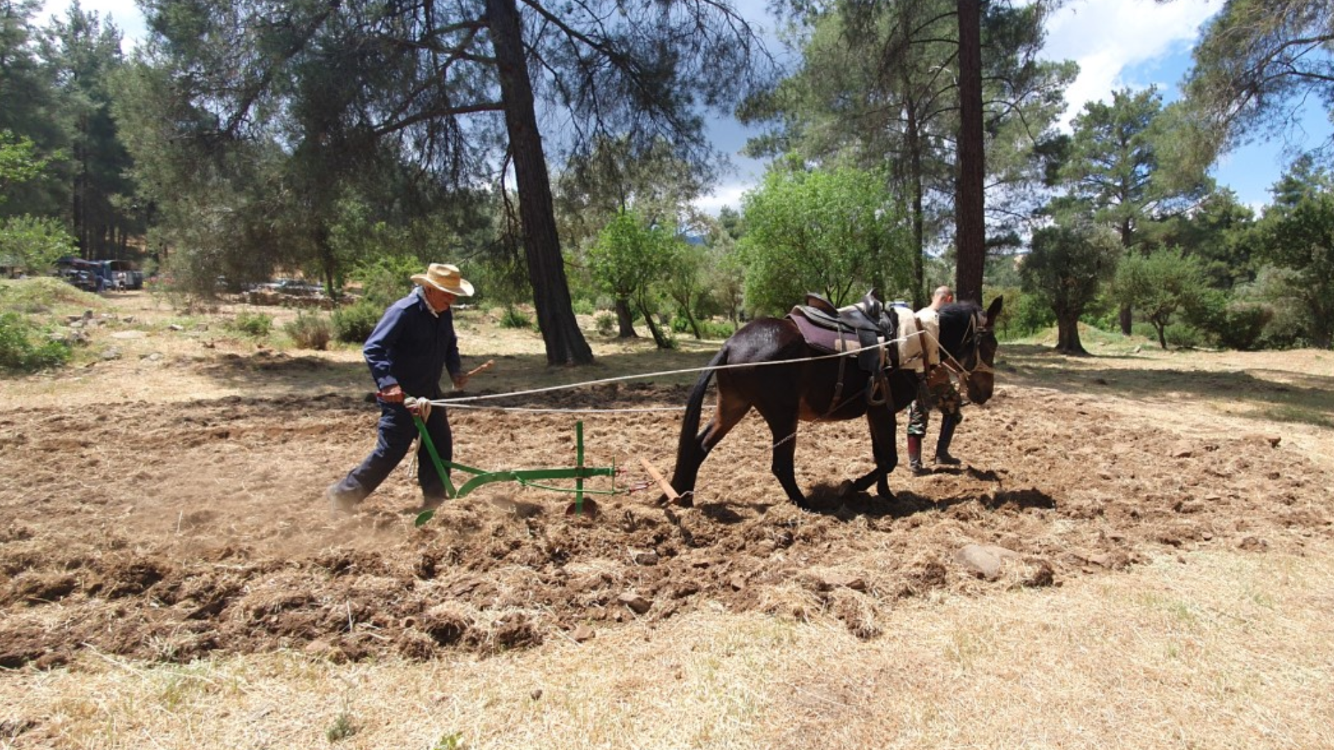 Ταξίδι στον χρόνο: Αναβίωση του αλωνίσματος στα ερείπια των Χελιδονιών (ΒΙΝΤΕΟ)