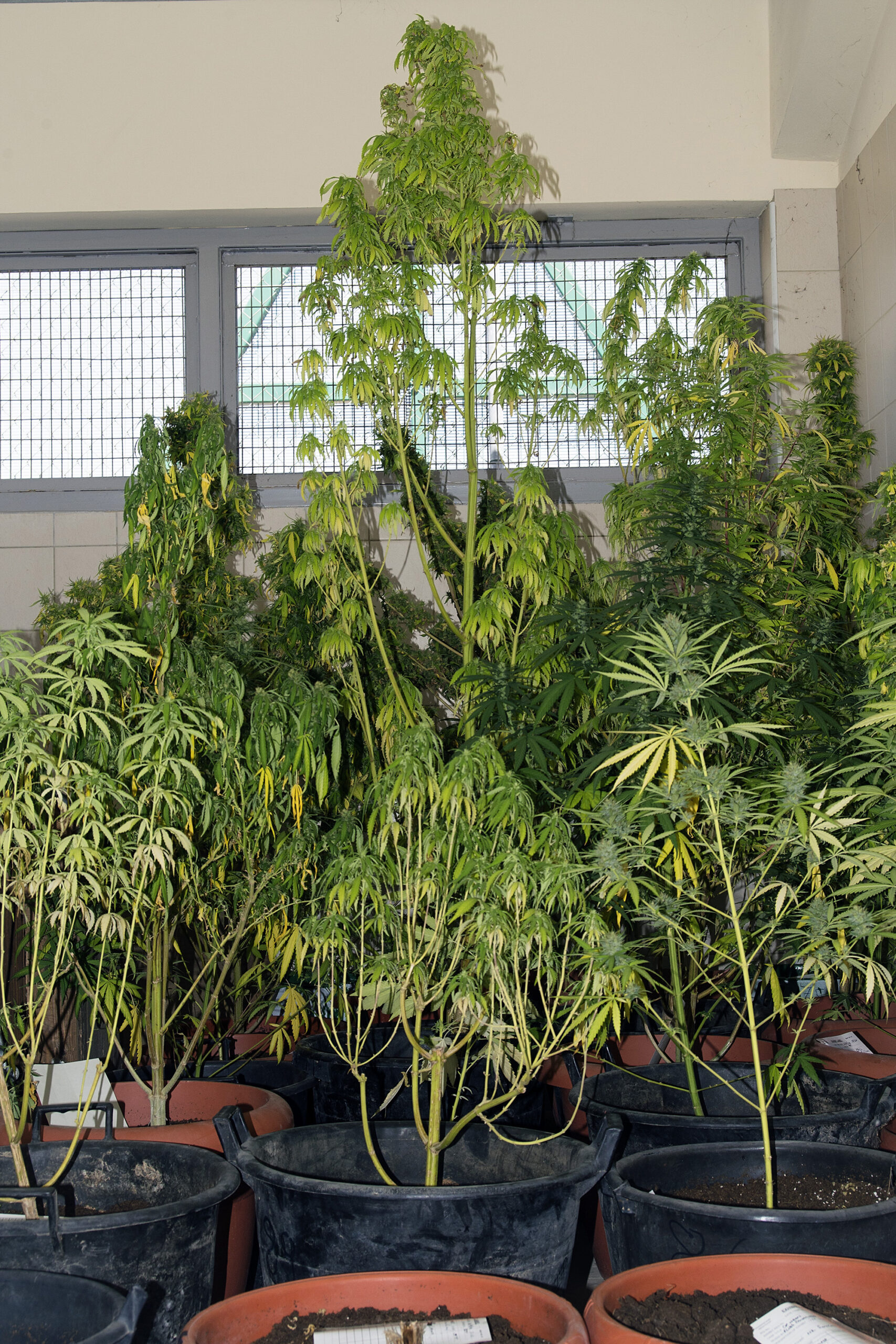 Nαρκωτικά και όπλα "ξετρύπωσαν" οι Αρχές από την οικία 42χρονου στους Καπέδες