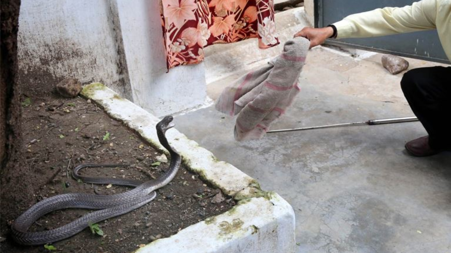 Δρ. Μηνάς για 11χρονο: "Μεταφέρθηκε στη ΜΕΘ όπου έλαβε τον αντιόφιο ορό"