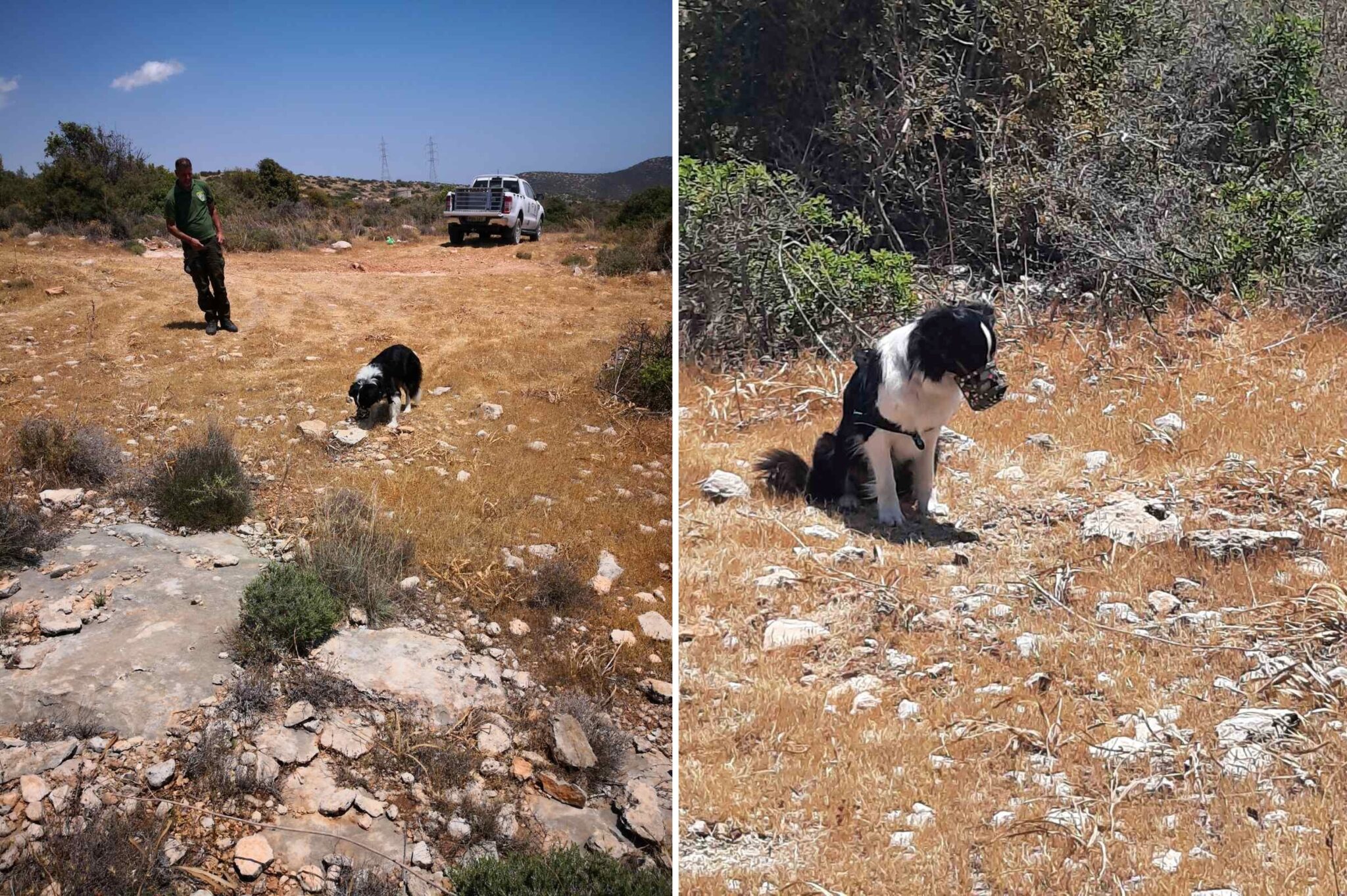 Συχνό φαινόμενο η τοποθέτηση δηλητηριασμένων δολωμάτων, παρά τα υψηλά πρόστιμα