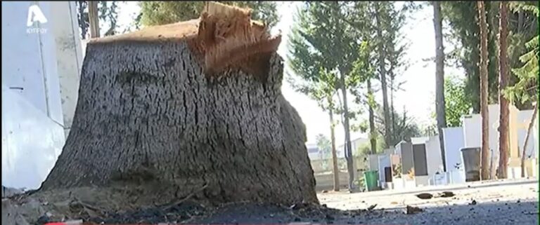 Έκοψαν από τη ρίζα δέντρα στο παλιό κοιμητήριο Στροβόλου γιατί… έπεφταν φύλλα