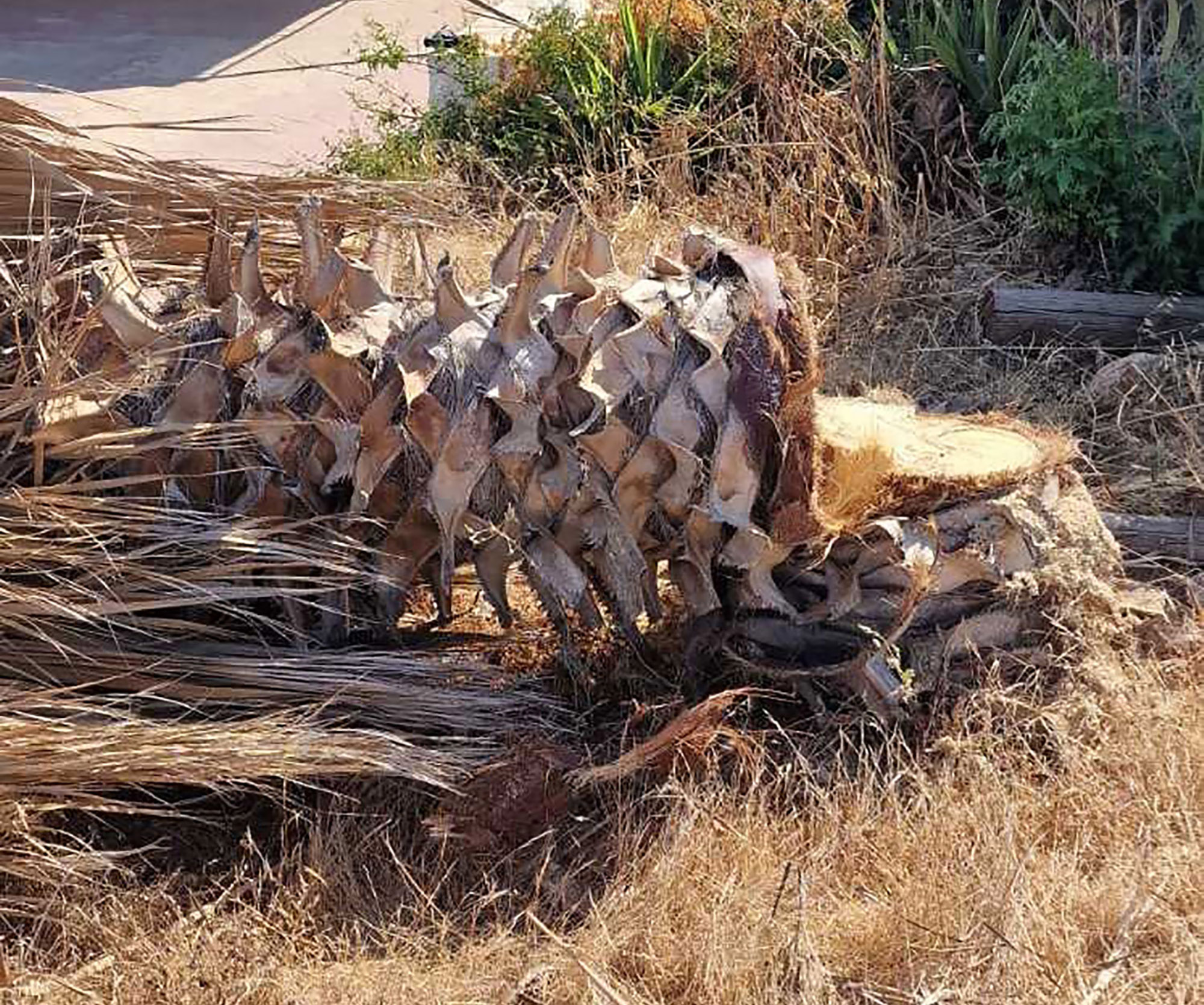 Στο λάθος μέρος τη λάθος στιγμή η τουρίστρια που καταπλακώθηκε από φοινικόδεντρο