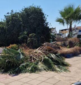 ΦΩΤΟ: Αυτό είναι το φοινικόδεντρο που καταπλάκωσε την 69χρονη στον Πρωταρά