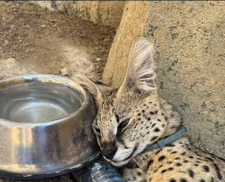 Παγκύπριος Κτηνιατρικός Σύλλογος: Στηρίζει τους κτηνιάτρους για γάτα Σερβάλ