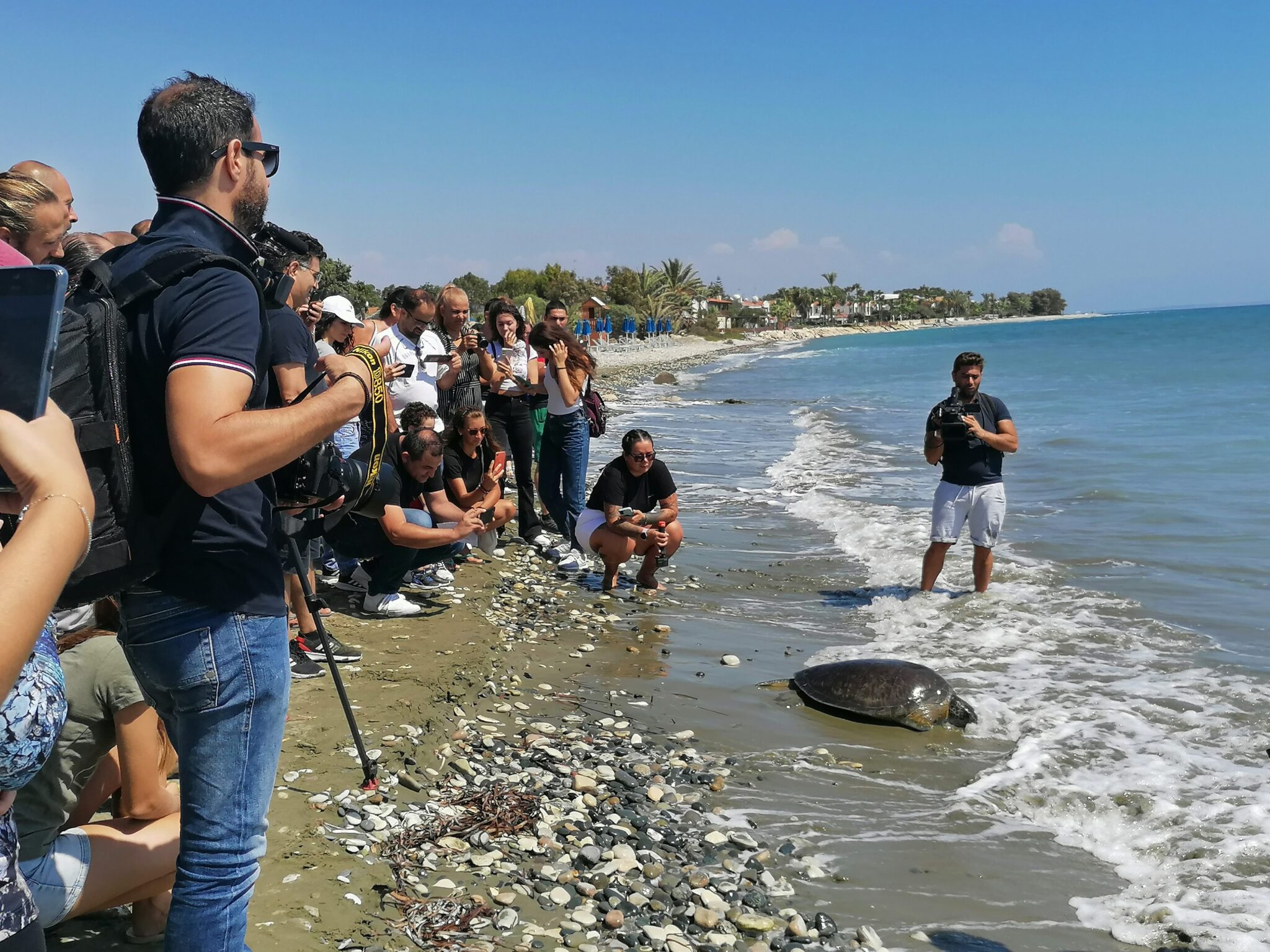 Απελευθέρωση χελωνών μετά από θεραπεία