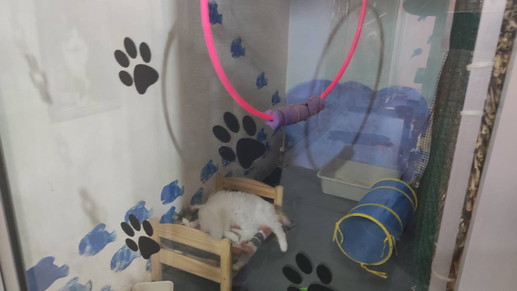 Πάνε σε ξενοδοχεία ζωών και ζητούν γατάκι που να πηγαίνει με το σαλόνι τους