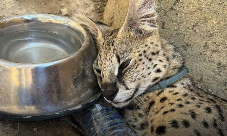 "Ίσως συγκάλυψη" καταγγέλει το Κόμμα για τα Ζώα για το θάνατο του γάτου Μπερντόν