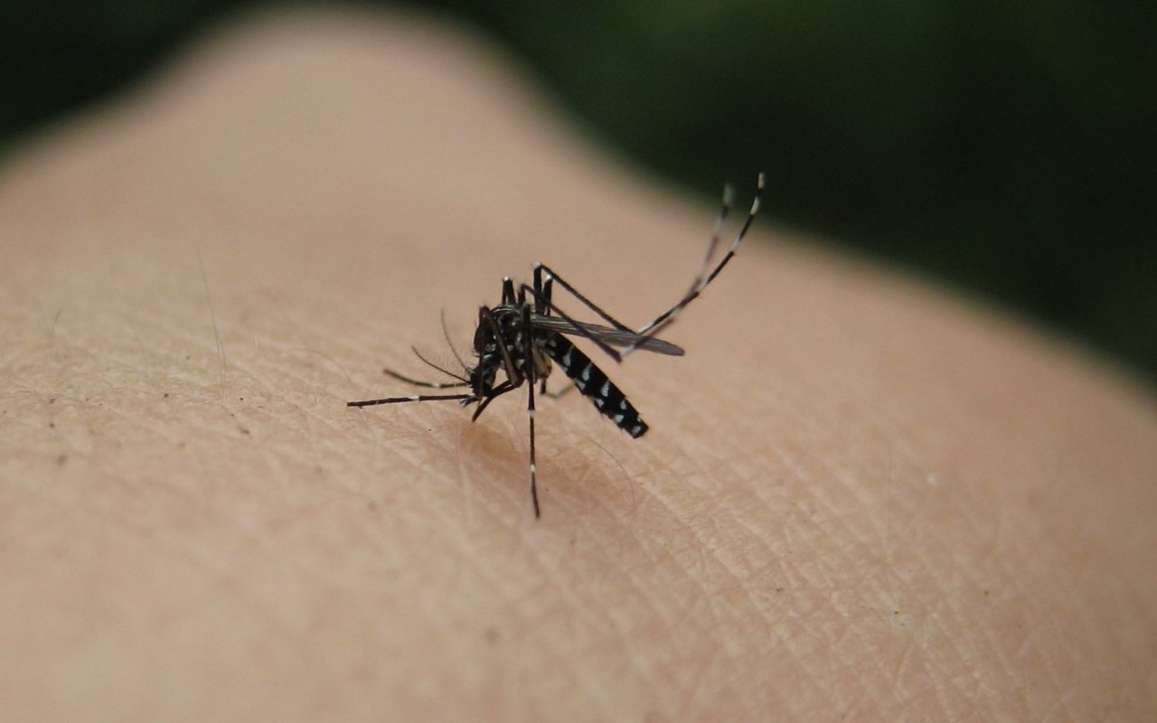 Επικίνδυνα κουνούπια του είδους Aedes Aegypti εντοπίστηκαν στη Λάρνακα (BINTEO)