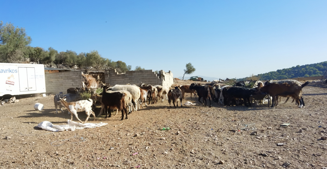 Ελλάδα: 14χρονος στη Μάνδρα ομολόγησε ότι σκότωσε τον αδερφό του