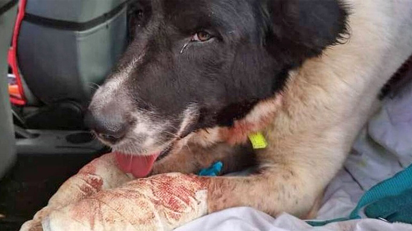 Φρίκη στην Πάτρα: Ηλικιωμένος έσερνε σκύλο με το αμάξι για να πάνε κτηνίατρο