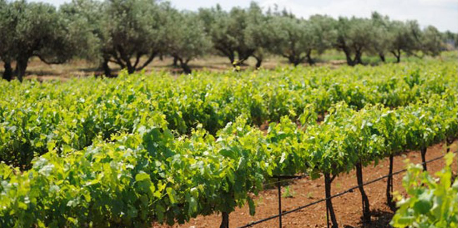 Διαμαρτύρονται αύριο οι αμπελουργοί, δεν ικανοποίησαν τα μέτρα στήριξης (ΒΙΝΤΕΟ)
