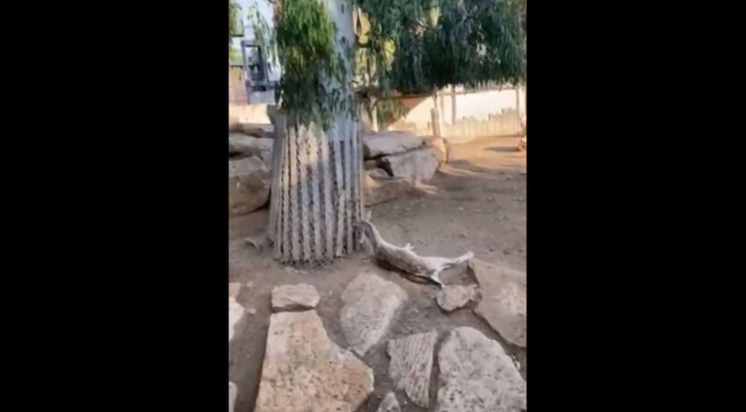 Δήμος Λεμεσού: Εκφράζει θλίψη για το νεκρό ελάφι, αναμένει τη νεκροψία