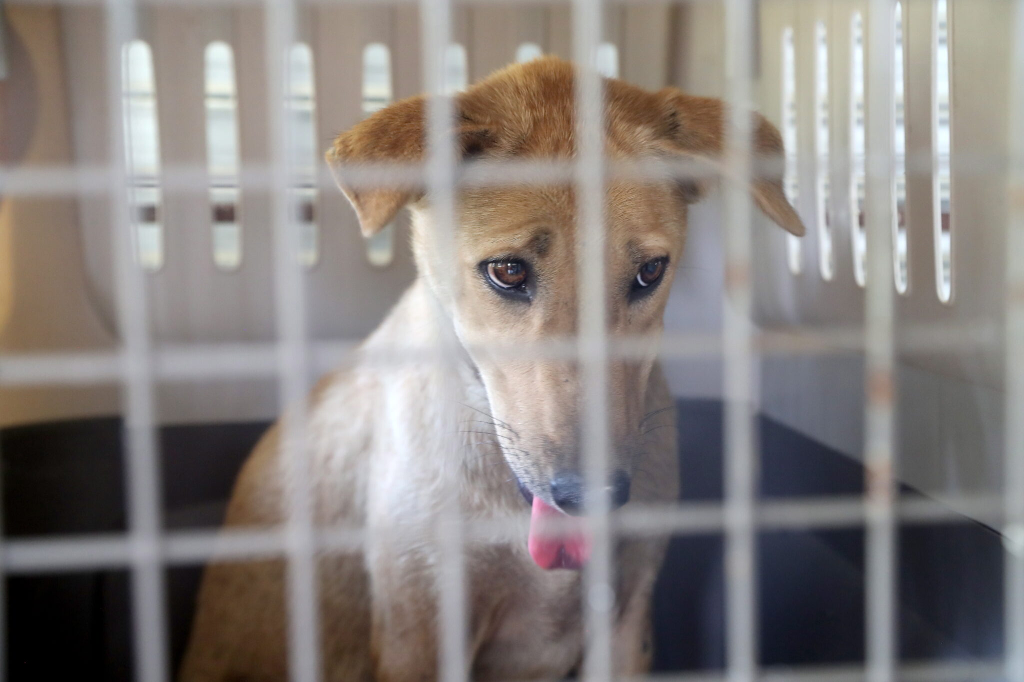 Yπό κράτηση οι ύποπτοι για το θάνατο σκύλου και τους πυροβολισμούς κατά 38χρονου