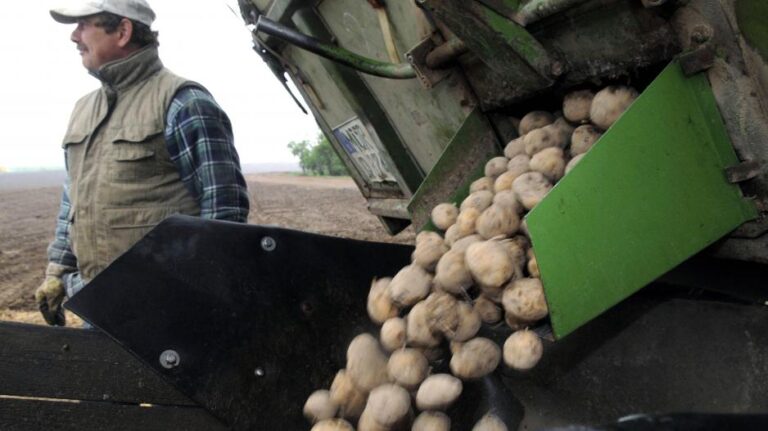 Ξεκίνησε η υποβολή δηλώσεων για τη ζημιά από παγετό στις πατάτες