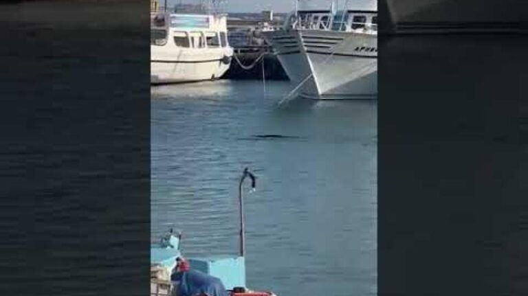 Φώκιες στο λιμανάκι Αγίας Νάπας