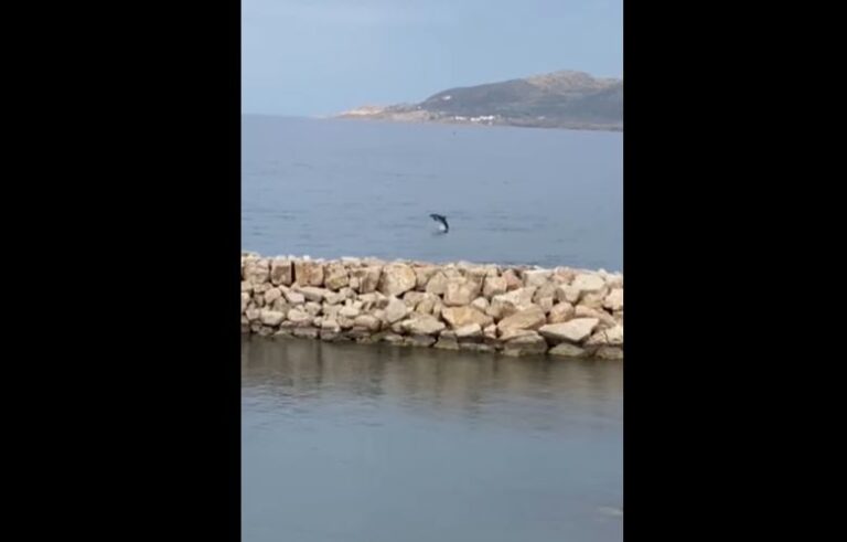 ΒΙΝΤΕΟ: Δελφίνι κόβει βόλτες στη θάλασσα του Πωμού