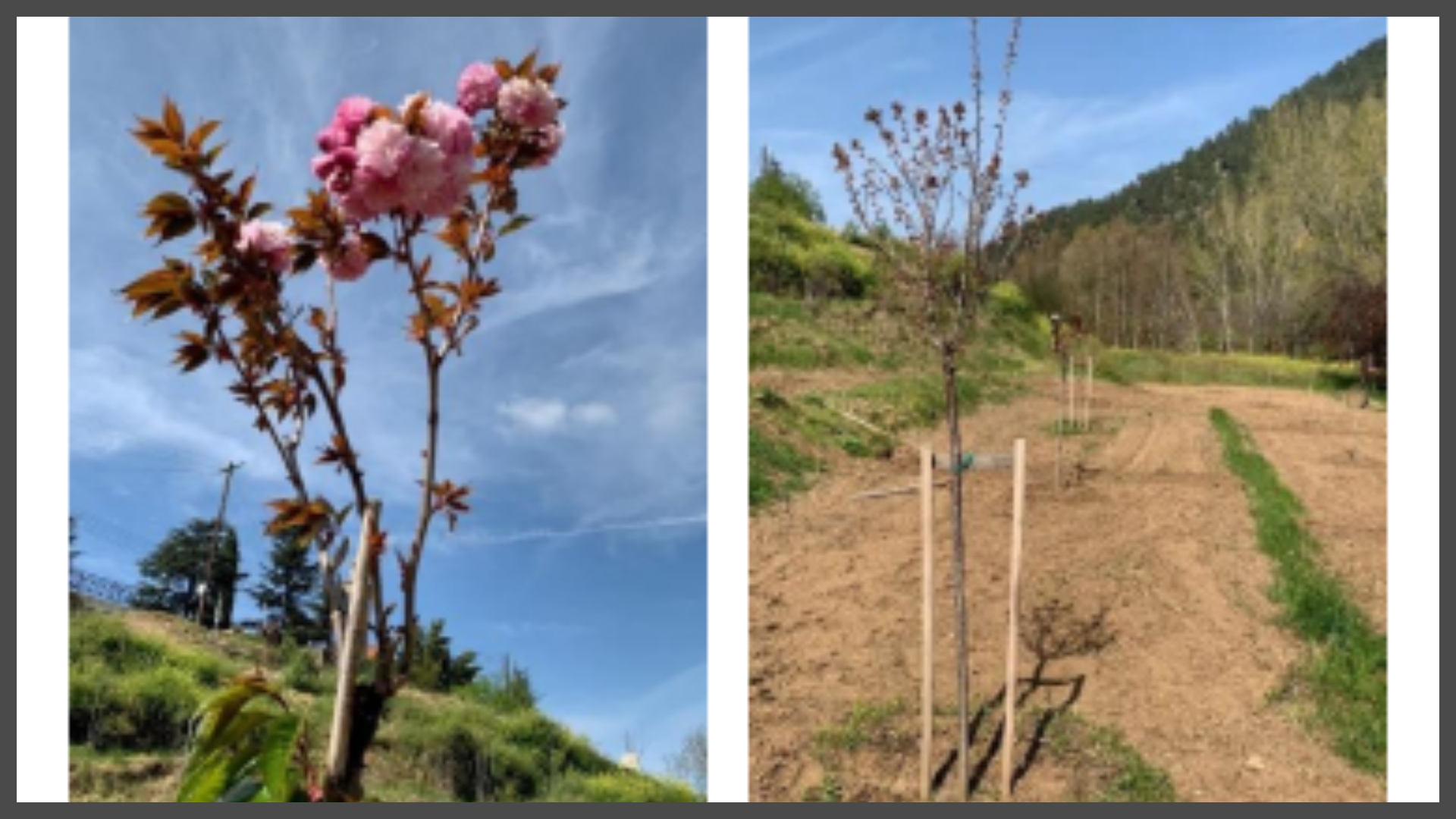 ΦΩΤΟ: Άνθισαν οι πρώτες ιαπωνικές κερασιές στο Πάρκο των Σακούρα στον Κάμπο