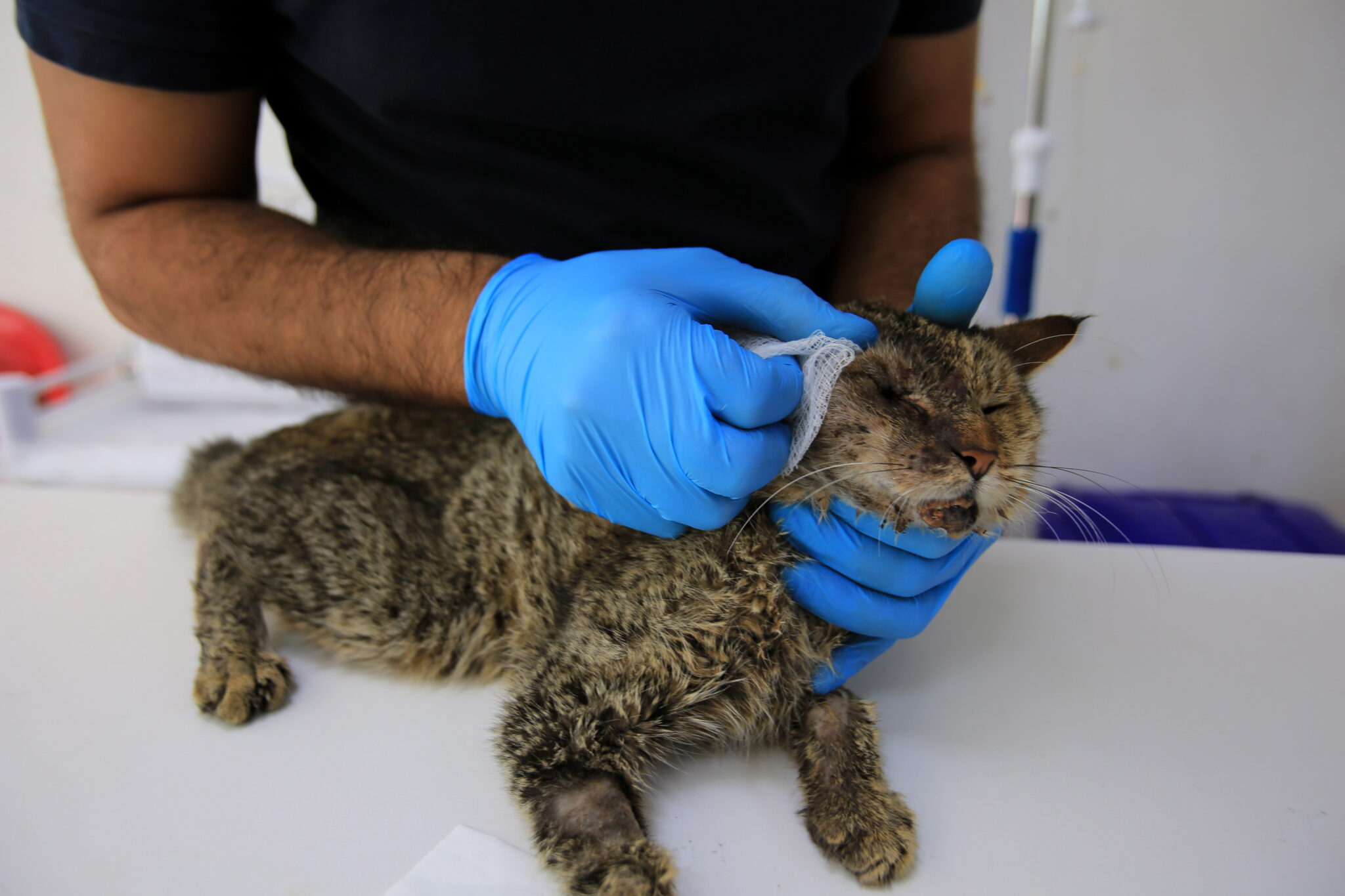 Αρχίζει το Σχέδιο Στείρωσης Αδέσποτων Γατών αλλά το κονδύλι δεν είναι επαρκές