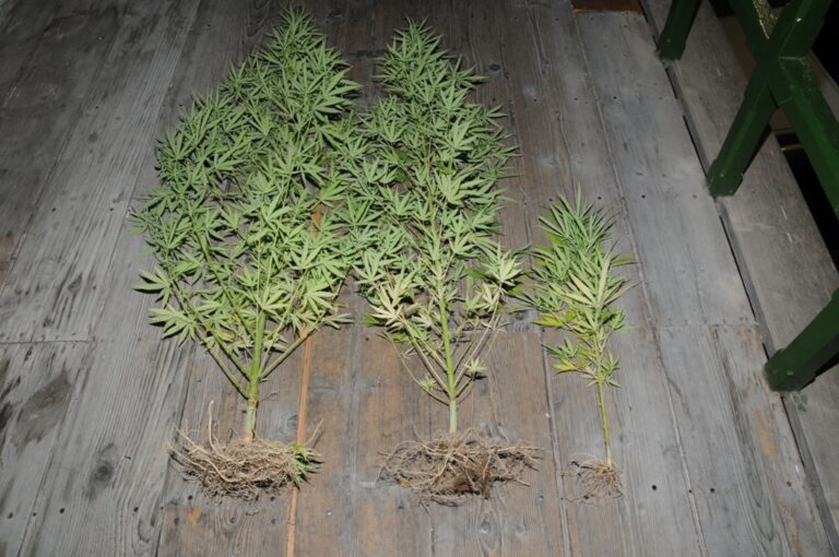 Έκαναν το πάρκινγκ του σπιτιού τους φυτώριο κάνναβης