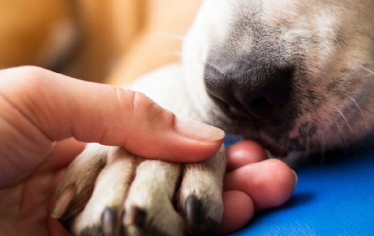 Τα έκανε γυαλιά-καρφιά σε κτηνιατρείο επειδή πέθανε ο σκύλος του