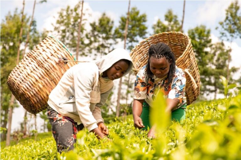 Τσάι και εργασιακά στην Κένυα