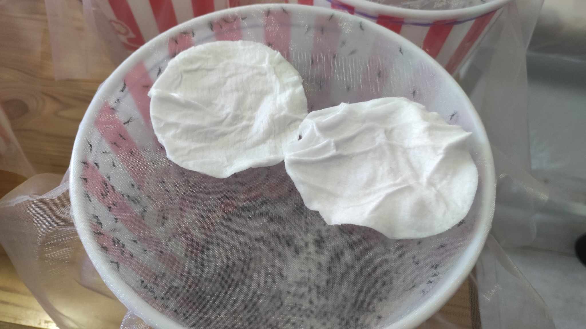 ΒΙΝΤΕΟ: Έτσι επιστρέφουν τα στειρωμένα αρσενικά κουνούπια στην κυπριακή φύση