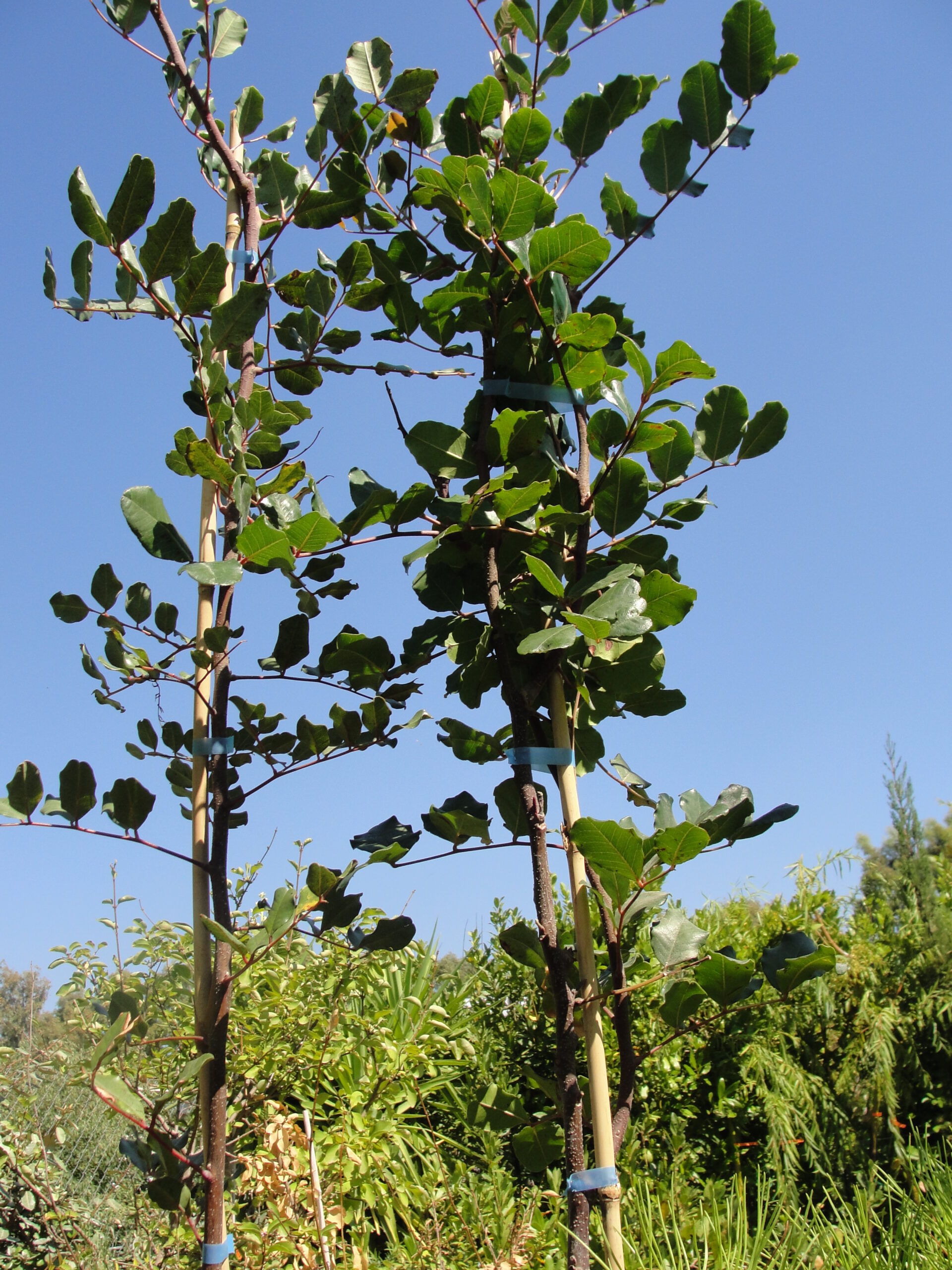 Τέρμα η συλλογή και εμπορία άγουρων χαρουπιών