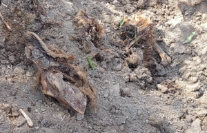 Ψάχνουν τραύματα από πυροβόλο όπλο στα θαμμένα ζώα που εντοπίστηκαν στον Κόρνο