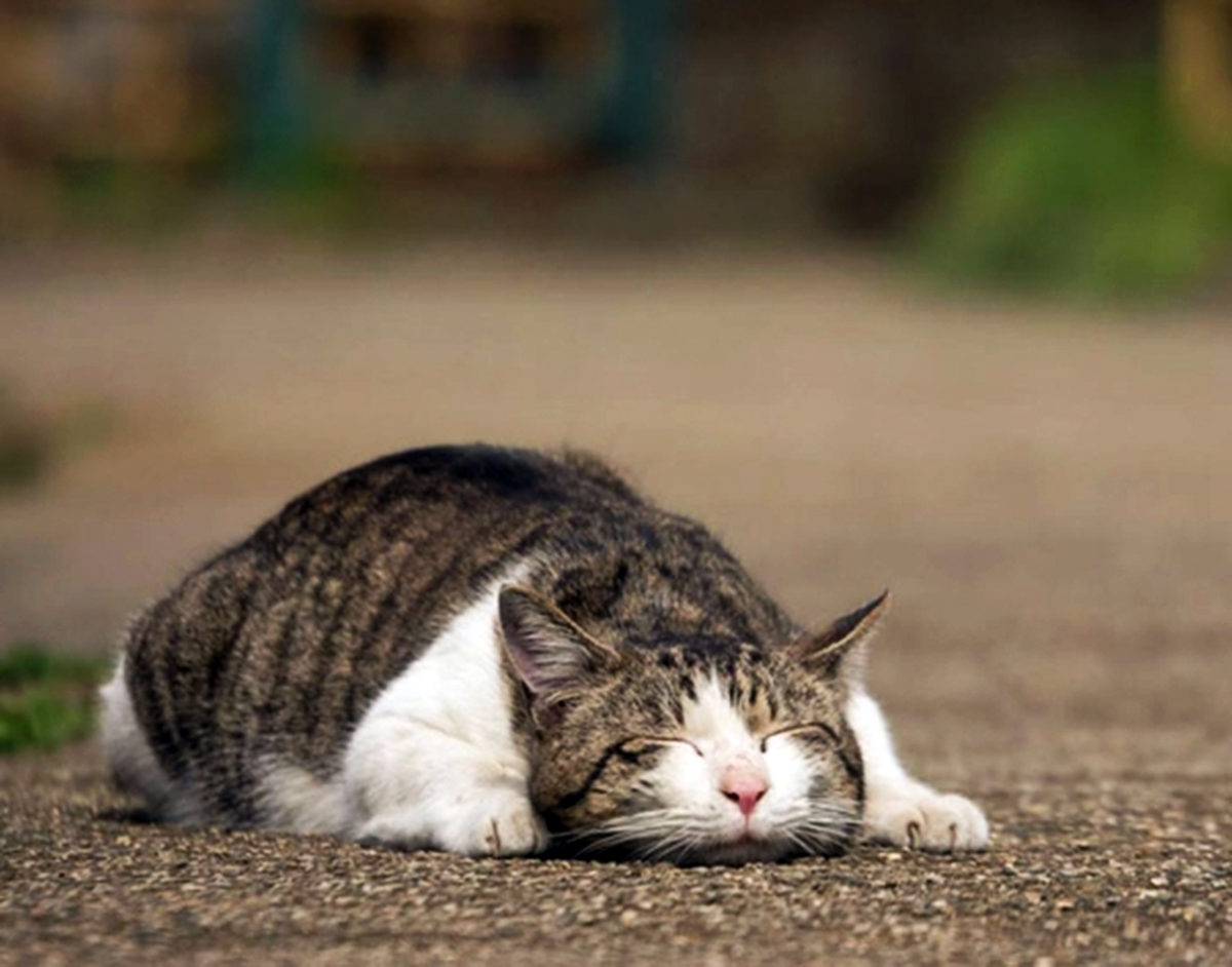 Μπέρδεμα με τους θανάτους γάτων στην Κύπρο