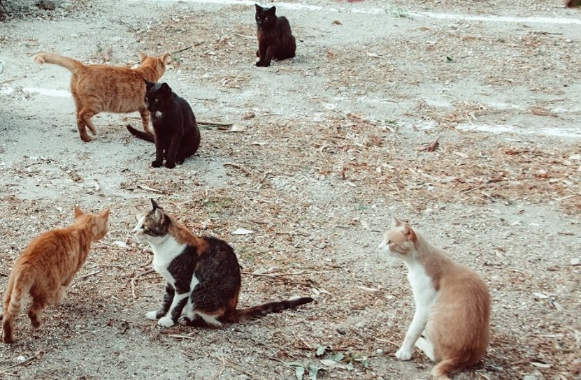 Έρευνες αστυνομίας σε διαμερίσματα μετά τις καταγγελίες για κατανάλωση γάτων