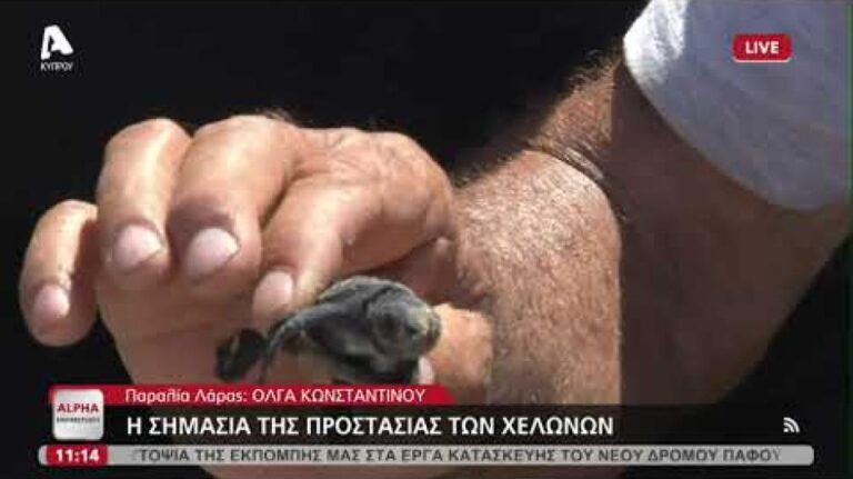 Τα χελωνάκια του Ακάμα