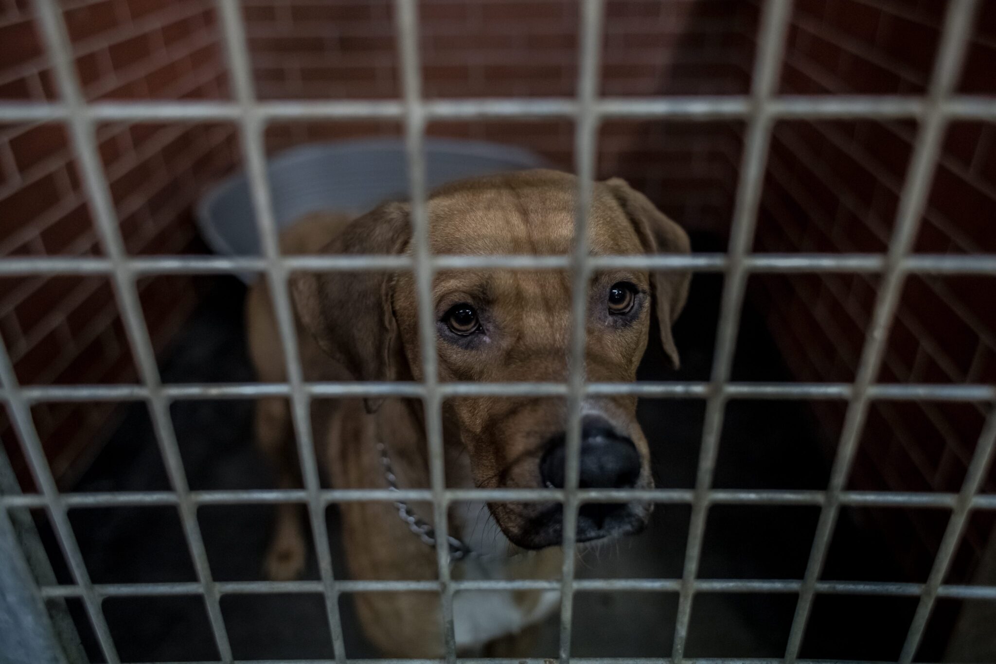 Οι Οικολόγοι καταγγέλουν: Αδιανόητο κατοικίδια να εγκαταλείπονται λόγω διακοπών