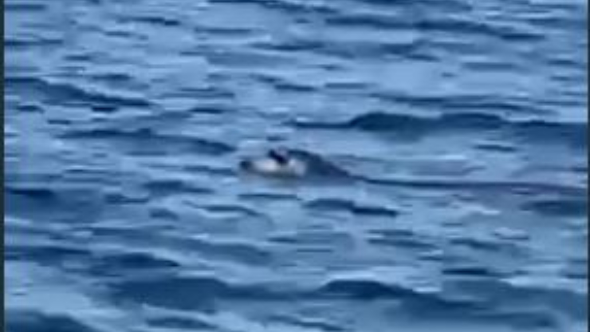 ΒΙΝΤΕΟ: Παιχνίδια στη θάλασσα του Μενεού από μικρή φώκια