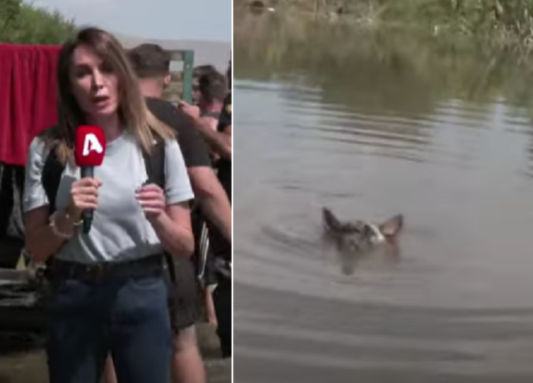 Συγκλονίζει η Στεφανίδου στην Θεσσαλία: "Θα πνιγεί το σκυλάκι…" (ΒΙΝΤΕΟ)