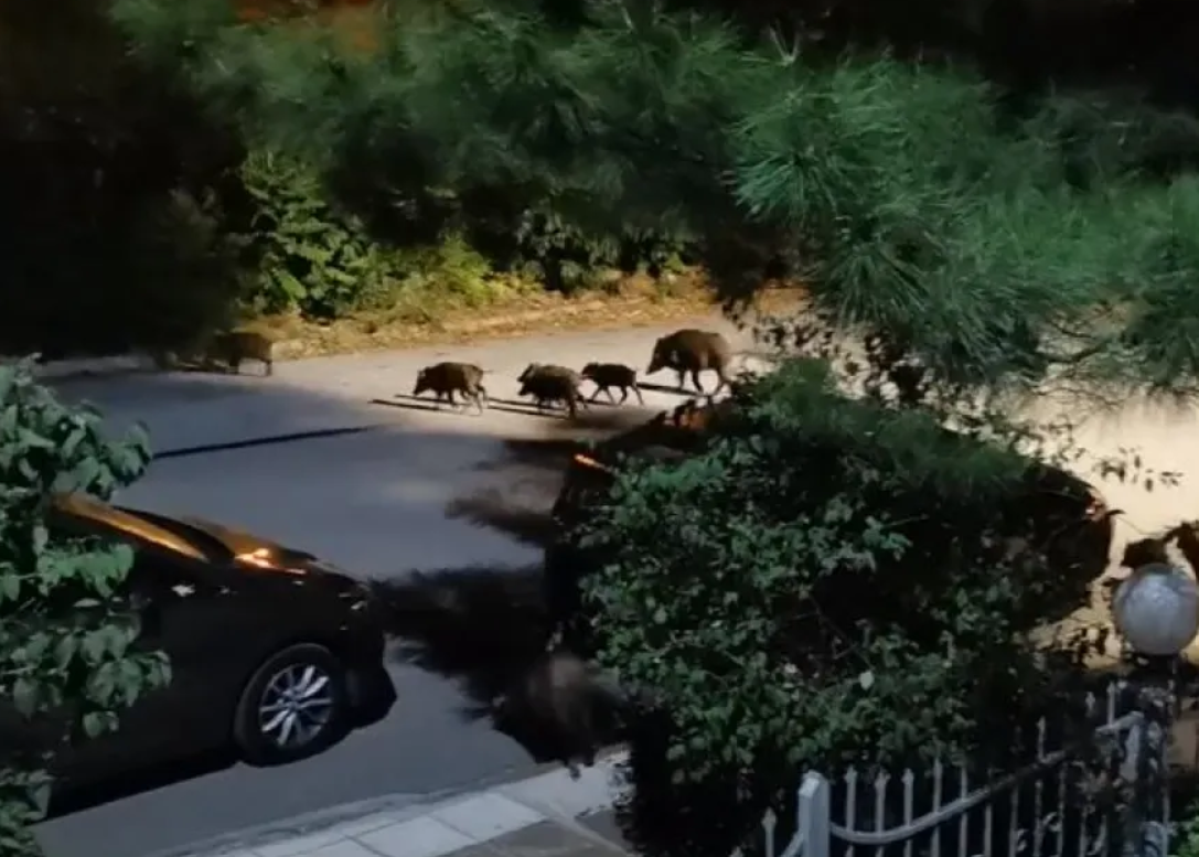 Κοπάδι 20 αγριογούρουνων βγήκε… βόλτα στη Θεσσαλονίκη