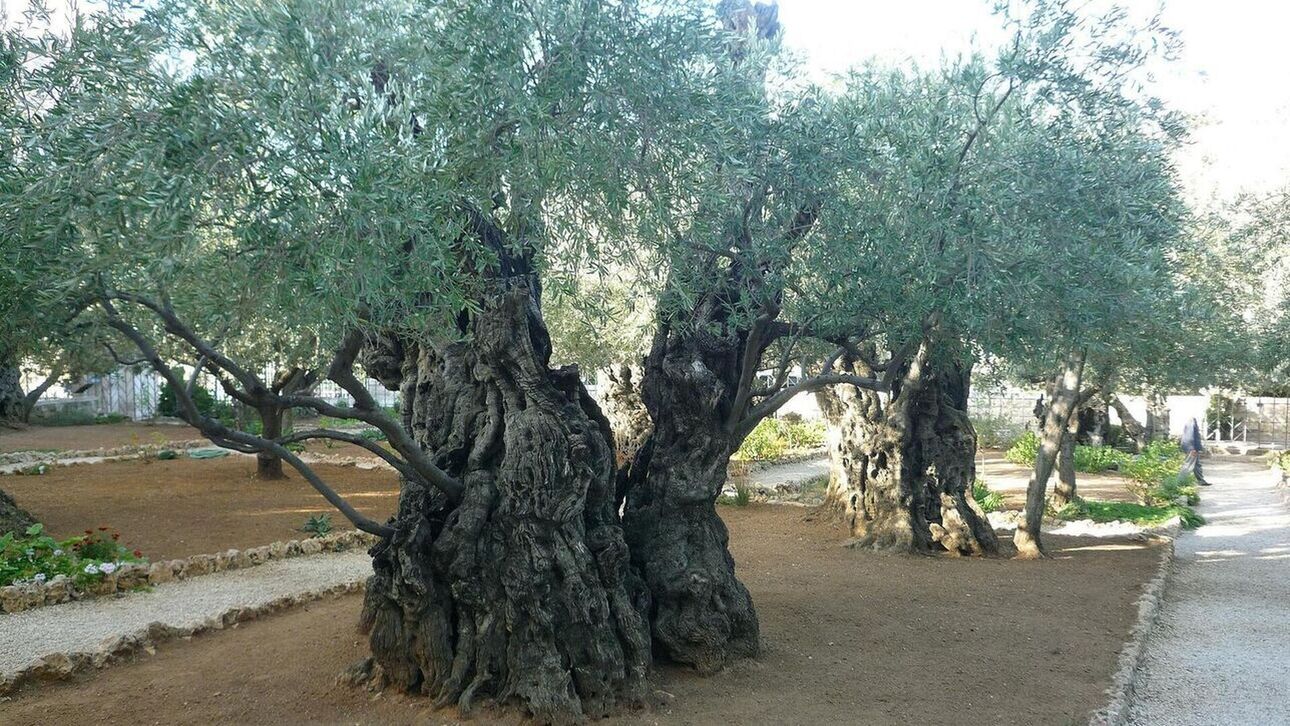 Ισπανία: Μετά το ελαιόλαδο, κλέβουν και τις ελιές