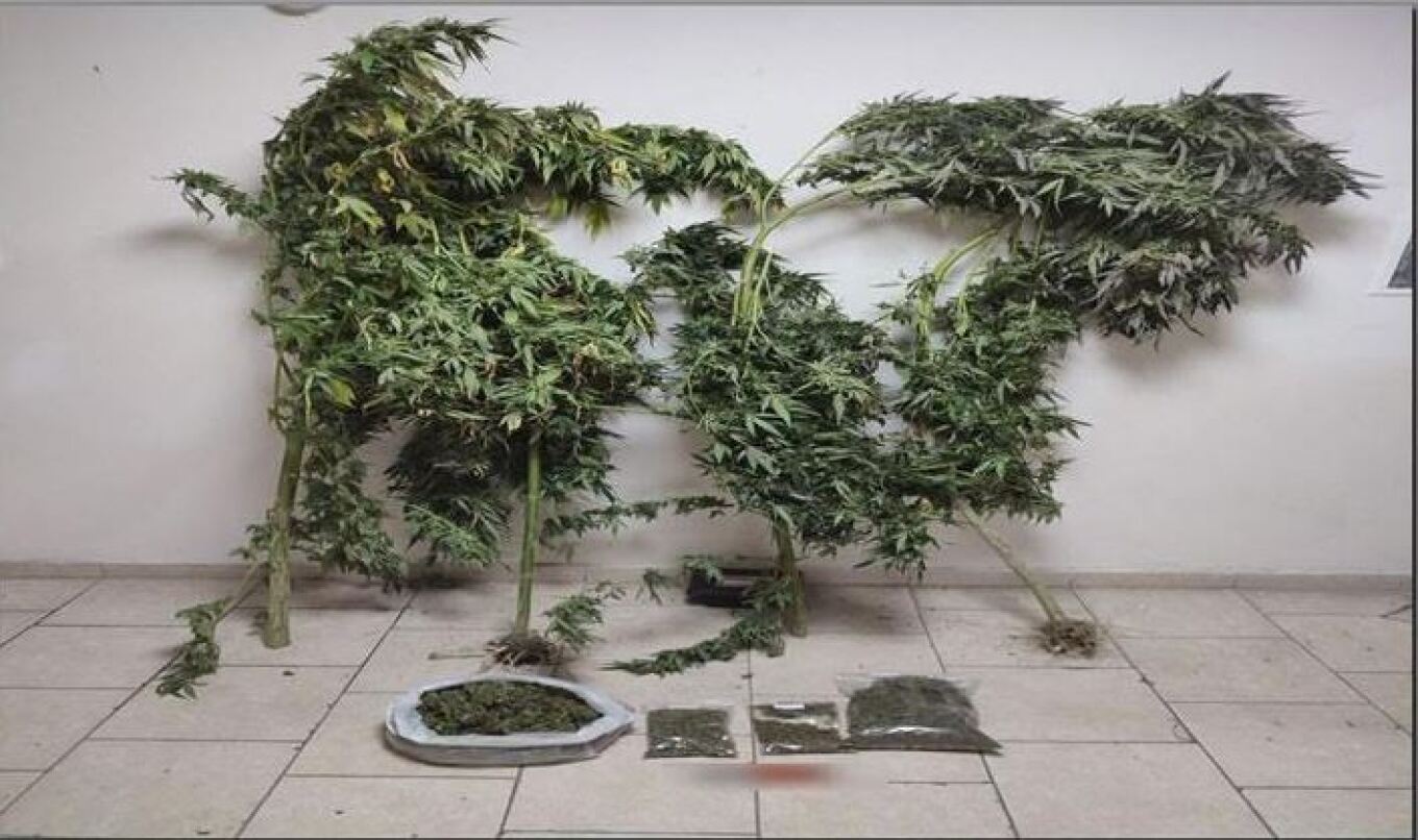 Φλώρινα: Καλλιεργούσε χασισόδεντρα και έκρυβε στο κτήμα του την κάνναβη