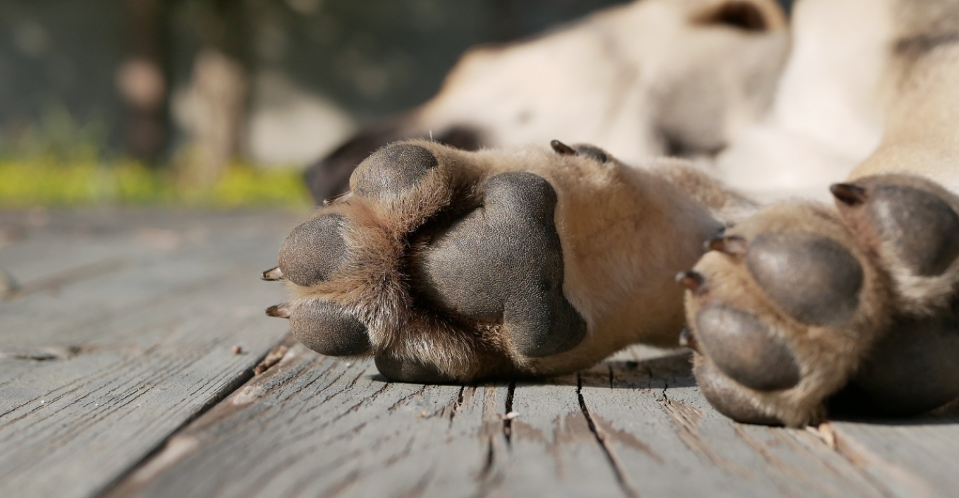 Πρόστιμο 30.000 ευρώ σε 43χρονο που πυροβόλησε και σκότωσε σκύλο στη Ζάκυνθο