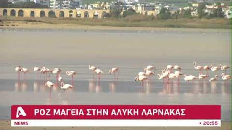 Ροζ μαγεία… στην αλυκή Λάρνακας