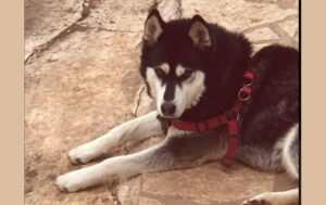 «Έχουμε ντοκουμέντα»: Στο Ανθρωποκτονιών η υπόθεση του Όλιβερ