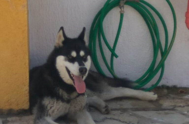 Διχογνωμία κτηνιάτρου και αστυνομίας για το θάνατο του Όλιβερ