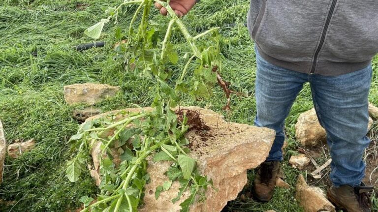 Αρχίζει η υποβολή δηλώσεων για ζημιές από χαλάζι στη Ξυλοφάγου