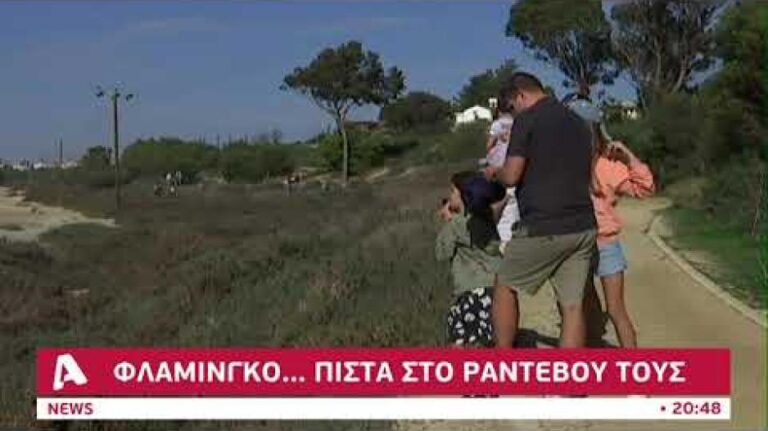 Φλαμίνγκο…πιστά στο ραντεβού τους