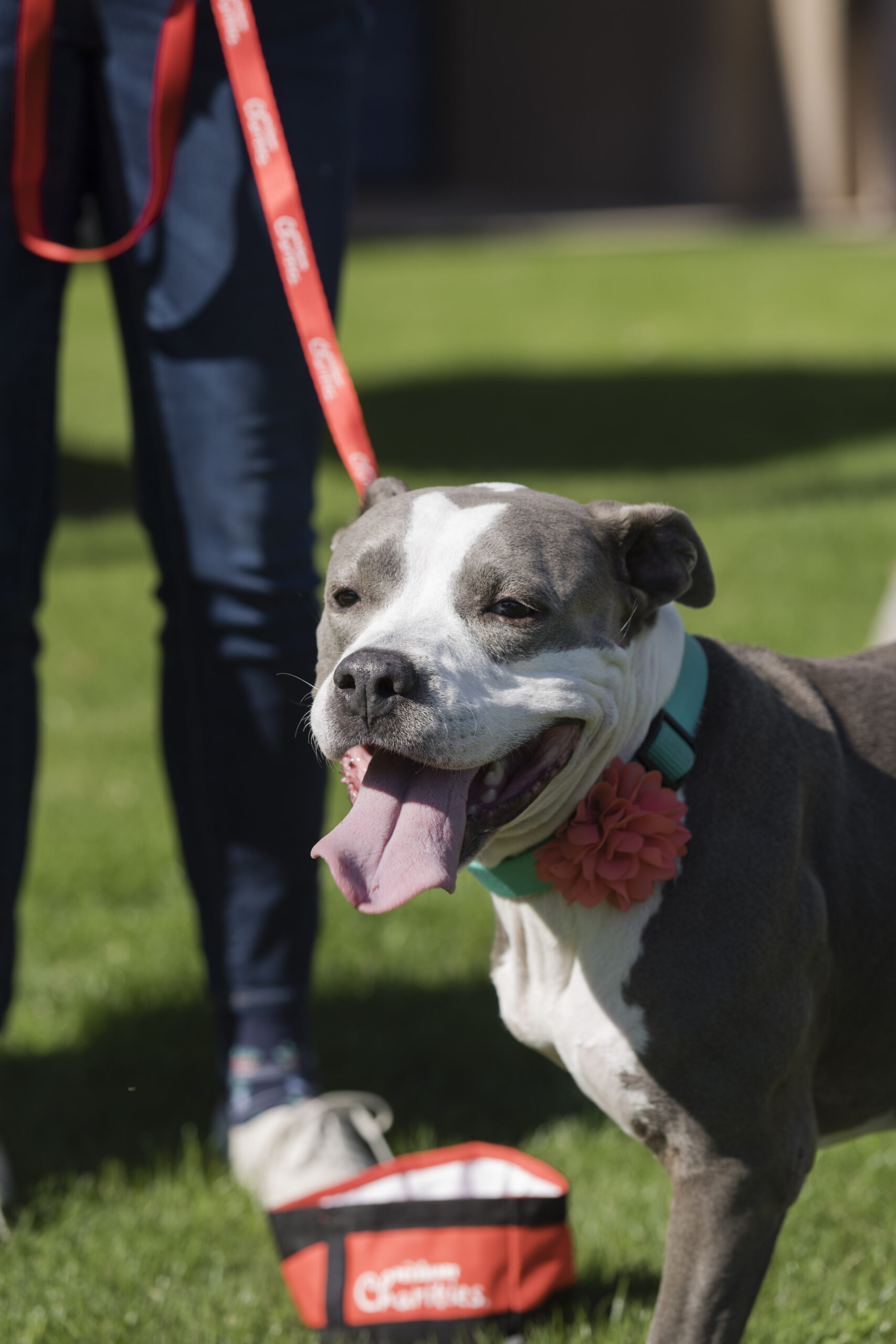Ιταλία: Πίτμπουλ πήρε μόνο του το τρένο και ταξίδεψε στη Βενετία