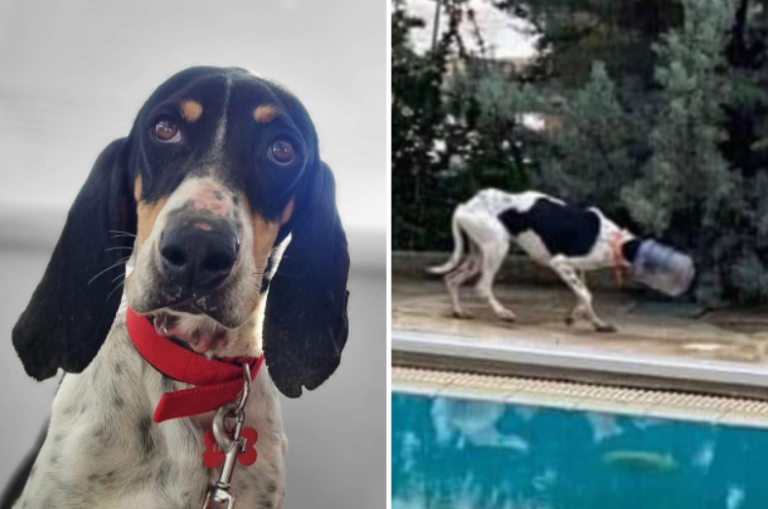 Kαι το όνομα αυτής, Freedom! Yιοθετήθηκε το σκυλάκι που εγκλωβίστηκε σε μπουκάλα