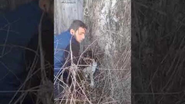 Η διάσωση του σκύλου