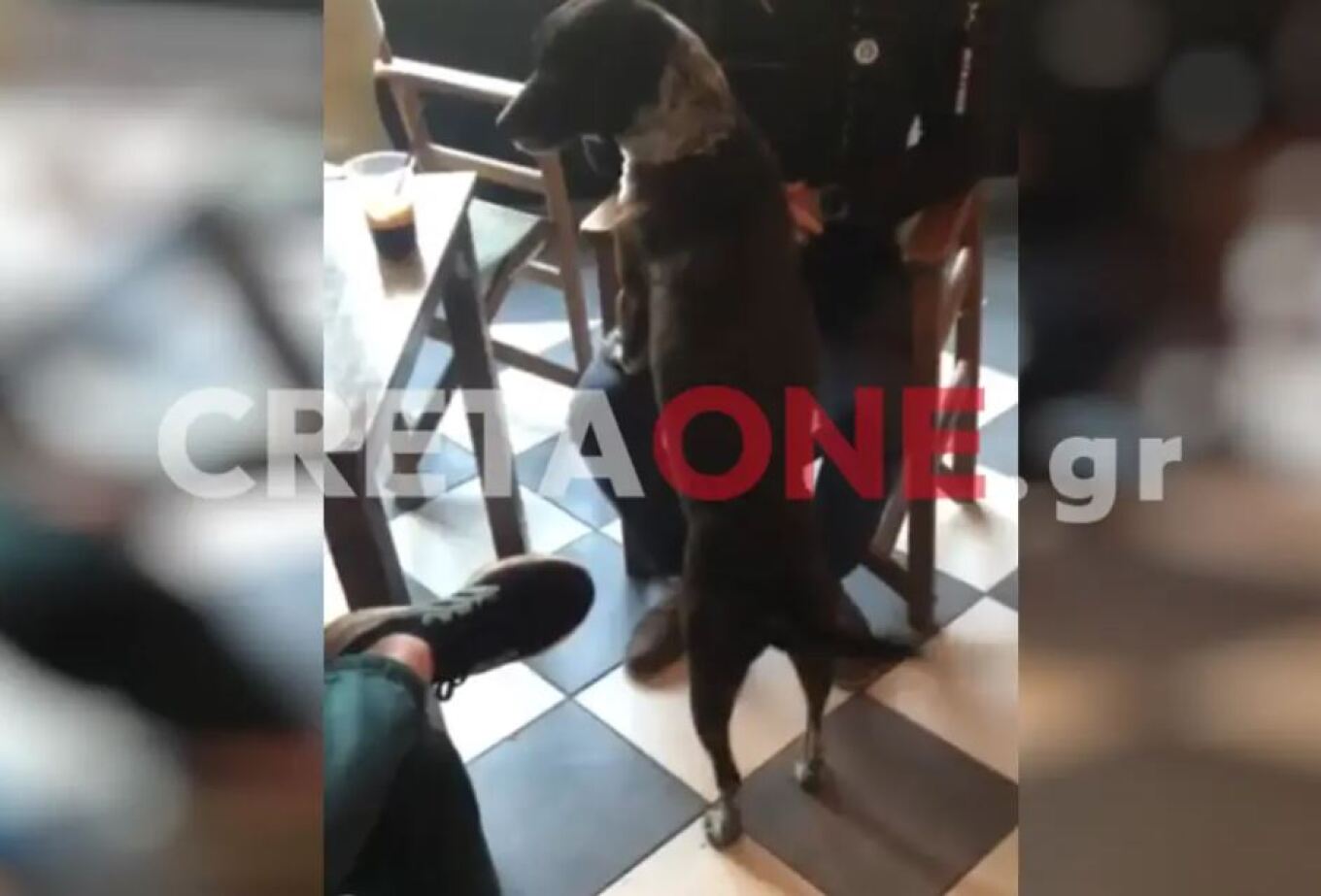 Κρήτη: Viral η αντίδραση σκύλου όταν ακούει το σάλπισμα για την έπαρση σημαίας