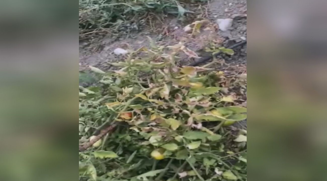 Ξηραίνονται φυτείες λόγω βλάβης που δεν την αποκαθιστούν…λόγω εκλογών